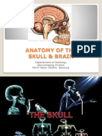 Anatomy of The Skull & Brain