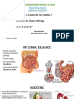 Intestino Delgado