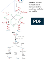 Heme Metabolism