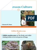 Mushroom Culture-Economic Botany-Cris Paner+