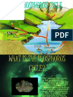 Phosphorus Cycle