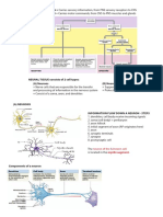 Histology of The CNS