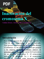 Inactivacion Cromosoma X Las Mejores