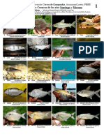 Fotos de Peces PDF