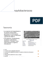 Campylobacter