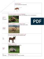 Caracteristicas de Los Animales en Ingles