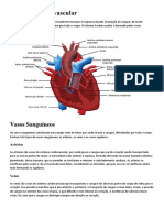 Anatomia Humana