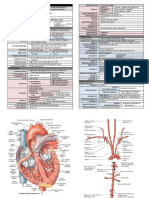 Circulatory Sytem of The Cat