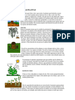 Ciclo de Vida Las Plantas