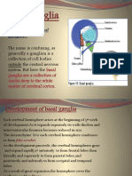 What Are The Basal Ganglia?