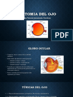 Anatomia Del Ojo