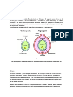 Monografia Del Ovulo, Jhack