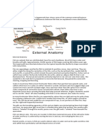 External Fish Anatomy