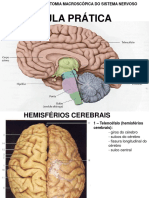 Sistema Nervoso Prática