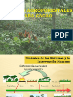 Sistemas Agroforestales Cacao