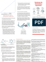 Folleto Molecular