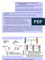 Recombinacion Transposicion