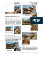 Ficha de Identificacion - Buteo - Buteo