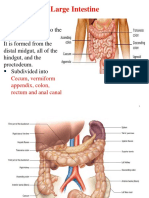 Large Intestine