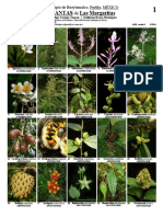 650 Plantas de Las Margaritas PDF