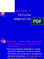 Section 1: Cellular Adaptations