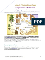 Plantas Vasculares (Reproduccion y Polinizacion)