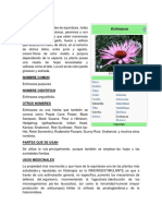 Echinacea Medicina Biologia