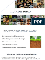 Biota Del Suelo