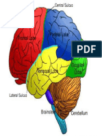 Neuroscience Neuropsychology Neuropsychiatry Brain Mind Introduction Primer Overview Nodrm