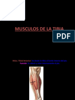 Miología Tibia.