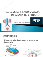 Anatomia Renal