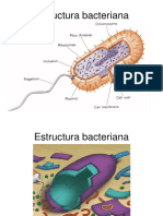 Estructura Capsula