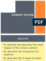 11.1 Nephron and Urine Formation