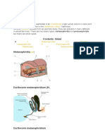 Nephridium: Contents (Hide)