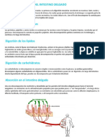 Funciones Del Intestino Delgado