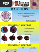 Basófilos