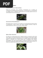 Plantas Medicinales