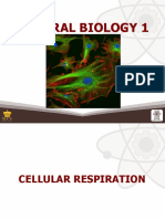 Cellullar Respiration