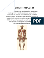 Sistema Muscular