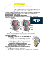 Embryology and Gross Anatomy of Urinary System