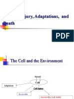 Cellular Injury, Adaptations, and Death