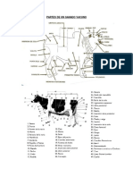 Partes de Un Ganado Vacuno
