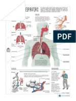 Sistema Respiratorio