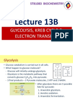 Glycolysis, Kreb Cycle Electron Transport