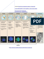 Adn Satélite