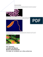 Enfermedades Que Causan Las Bacterias