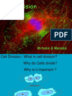 Cell Division