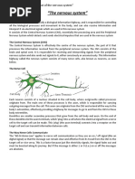 The Central Nervous System (CNS)