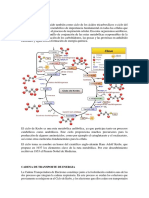 Ciclo de Kreebs