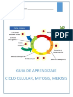 Guia de Aprendizaje Mitosis